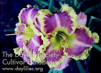 Daylily Lavishly Adorned